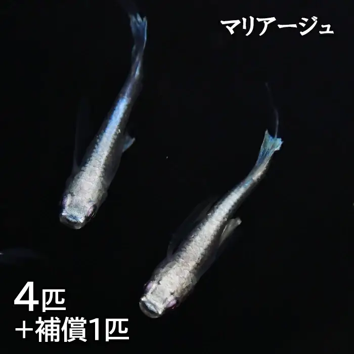 メダカ　マリアージュ　2ペア【メダカ めだか オス メス ペア 4匹 マリアージュ セット ペット 鳥取県 日吉津村】
