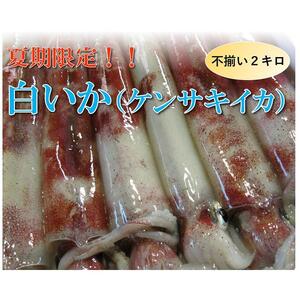 【魚倉】不揃い 白いか (ケンサキイカ) 2kgセット