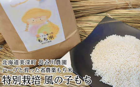 ［先行予約/11月発送開始］ハーブと育った省農薬の特別栽培もち米「風の子もち」5kg×1【北海道美深町】長谷川農園 【 もち もち米 餅 餅米 】 