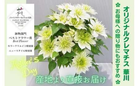 【先行予約】【長谷川園芸】オリジナル クレマチス「華川」〔ベストフラワー賞受賞品種〕５寸【母の日 ギフト プレゼント 贈答 花のある生活】(AT213)