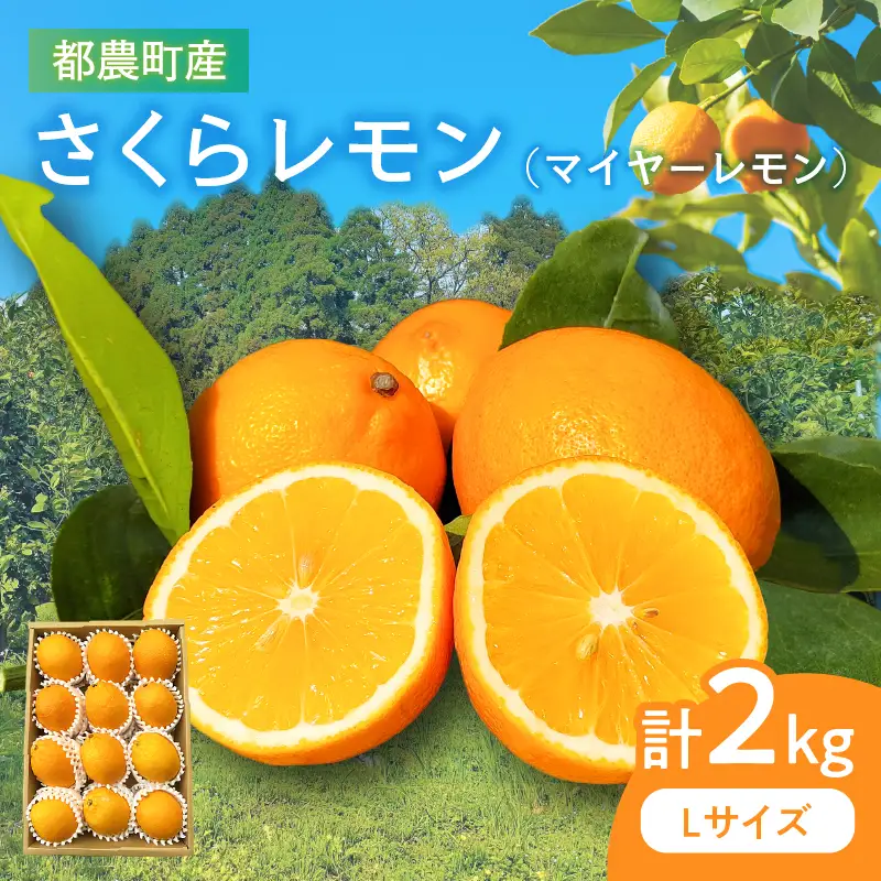 先行予約 都農町産さくらレモン(マイヤーレモン)計2kg フルーツ 果物 柑橘 レモン 国産_T002-0035