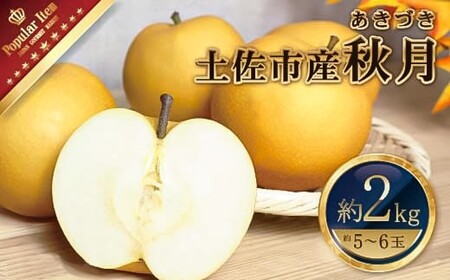 【先行予約】高知県土佐市産 梨（秋月）約2kg 5〜6玉 〈2026年9月10日頃〜9月30日頃発送〉 あきづき なし ナシ 2キロ 国産 フルーツ 果物 くだもの デザート スイーツ 旬 甘い 果汁たっぷり ジューシー【株式会社とさもん】[BQAE019]
