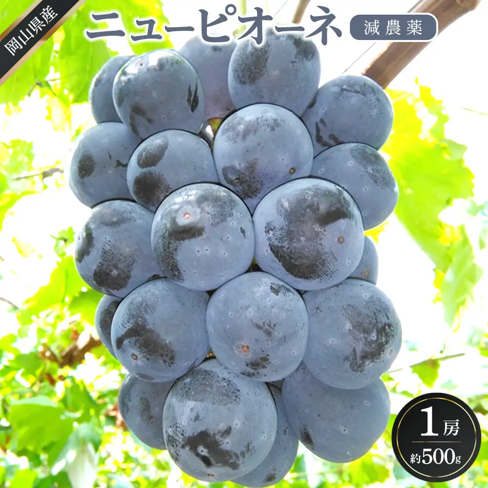 ぶどう 2026年  ニュー ピオーネ 1房 約500g  減農薬 栽培 ピオーネ 葡萄  岡山県産 国産 フルーツ 果物 ギフト  ばんの農園