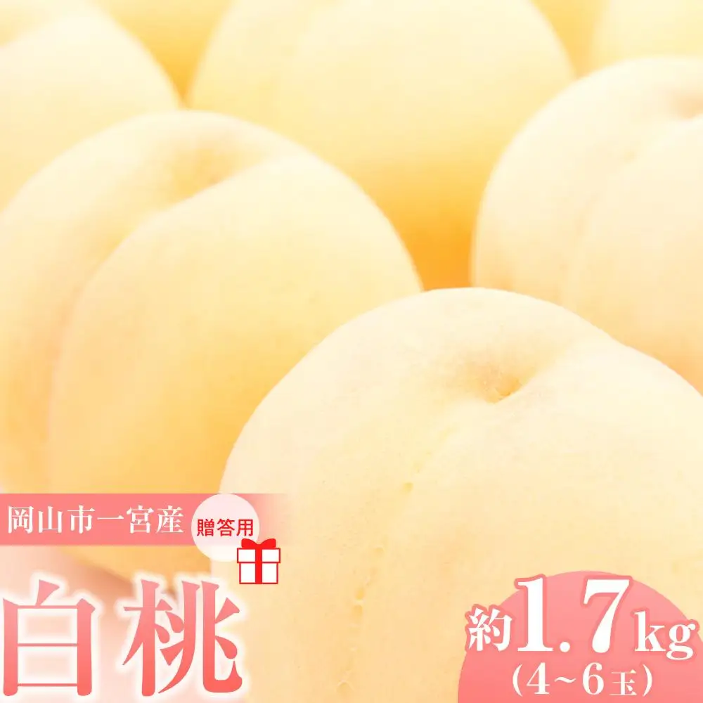 2027年   贈答用 岡山市一宮産   白 桃 （早生、中生種）約1.7kg 4～6玉  ｜ 桃