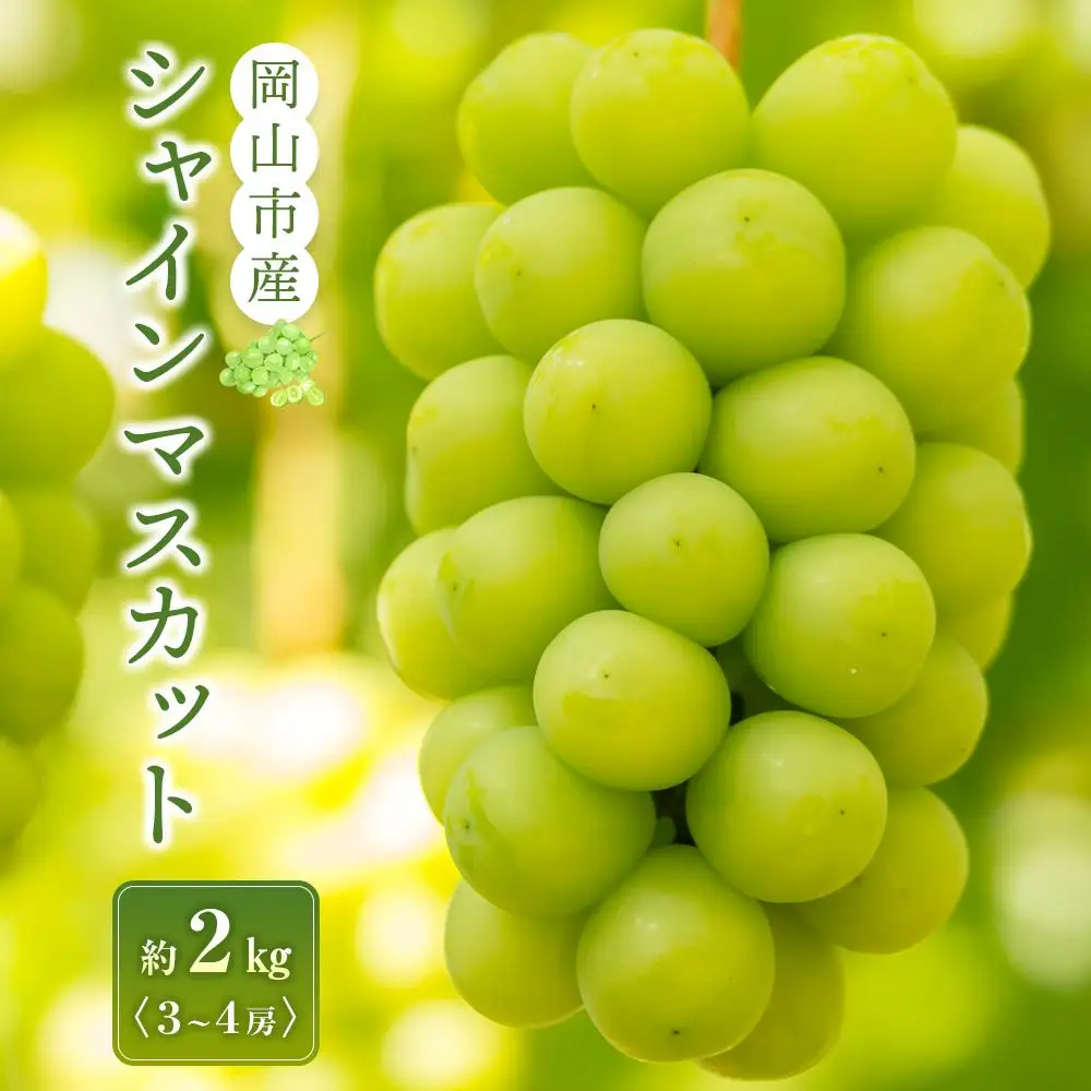 シャインマスカット 3～4房入り 合計約2kg ぶどう 葡萄 フルーツ 果物 岡山市産 2026年