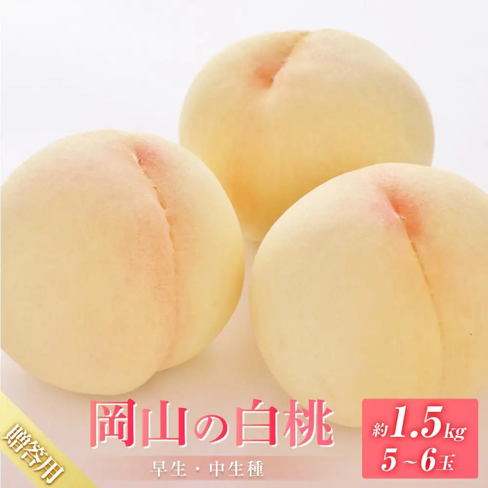 桃 2027年 6月下旬から発送 贈答用 岡山の 白桃（早生、中生種）約1.5kg 5～6玉 もも モモ フルーツ 果物 岡山市 一宮地区産 国産 赤木農園