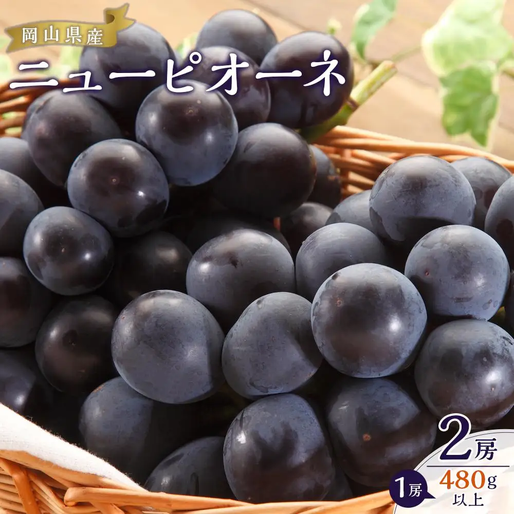 ぶどう 2026年  ニュー ピオーネ 2房（1房480g以上）約1kg ピオーネ 葡萄  岡山県産 国産 フルーツ 果物 ギフト