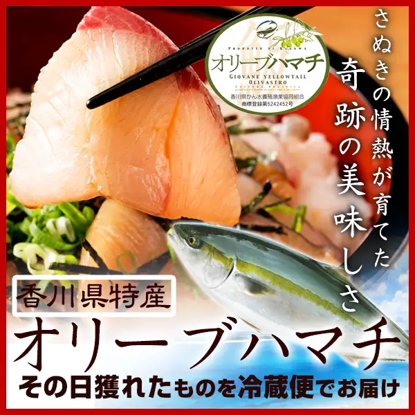 オリーブハマチ１本まるごと【予約受付：令和8年10月中旬頃から出荷開始！】【C-311】