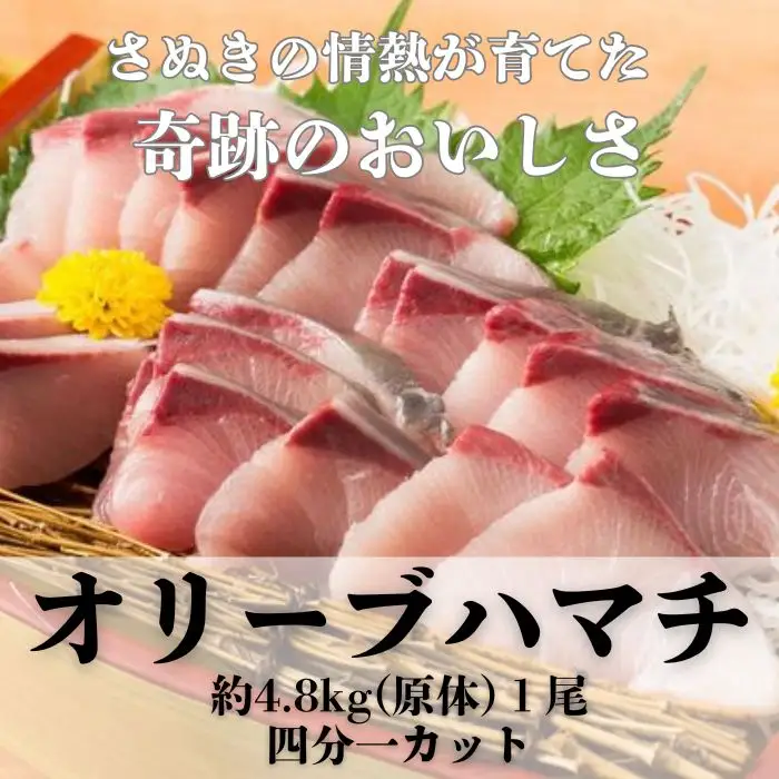 オリーブハマチ１本まるごと（四分一カット）【予約受付：令和8年10月中旬頃から出荷開始！】【C-313】