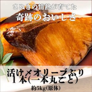 活け〆オリーブぶり１本（一本丸ごと）【12月頃から出荷開始！】【D-511】