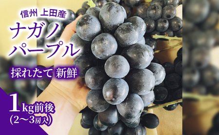ナガノパープル 1kg前後 2～3房 ぶどう 葡萄 ブドウ 長野パープル 1kg 果物 くだもの フルーツ デザート 大粒 旬の果物 旬のフルーツ 長野県 長野