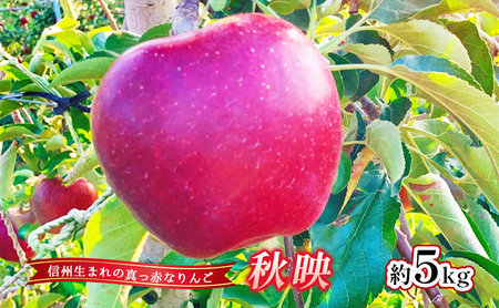 【2026年産】 りんご 秋映 約5kg 林檎 リンゴ 5kg 果物 くだもの フルーツ デザート 旬の果物 旬のフルーツ 長野県 長野