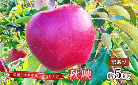 【2026年産】 訳あり りんご 秋映 約5kg 林檎 リンゴ 5kg 果物 くだもの フルーツ デザート 旬の果物 旬のフルーツ 訳アリ 長野県 長野