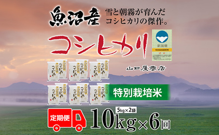 定期便 全6回 特別栽培米 魚沼産コシヒカリ 5kg×2袋 お米 コメ 