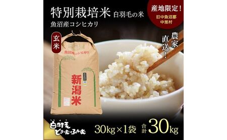 【通年受付】≪令和8年産≫ 農家直送！魚沼産コシヒカリ特別栽培「白羽毛の米」玄米(30kg×1袋) 30kg お米 ご飯 安心