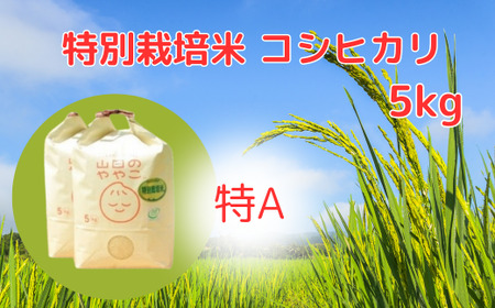 令和6年産『山田のややこ』特別栽培米コシヒカリ 精米 5kg＜茨城県共通返礼品・河内町産＞ | コシヒカリ コシヒカリ コシヒカリ コシヒカリ コシヒカリ