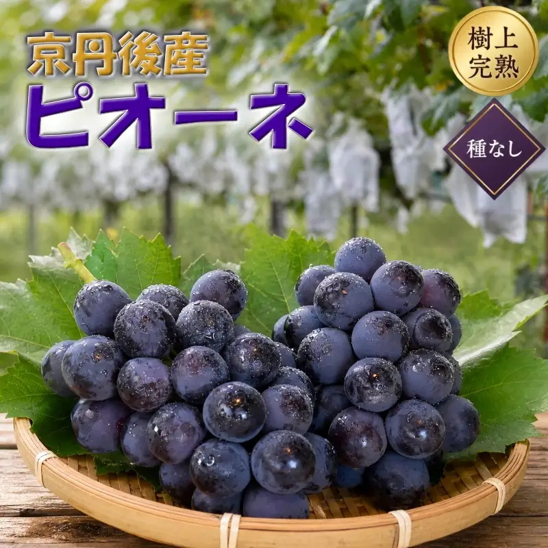 【先行予約】樹上完熟種無しピオーネ1.2kg（2～3房）（2026年9月上旬～発送） ふるさと納税 ぶどう ブドウ 葡萄 ふるさと納税 先行予約 ふるさと納税 フルーツ くだもの 果物