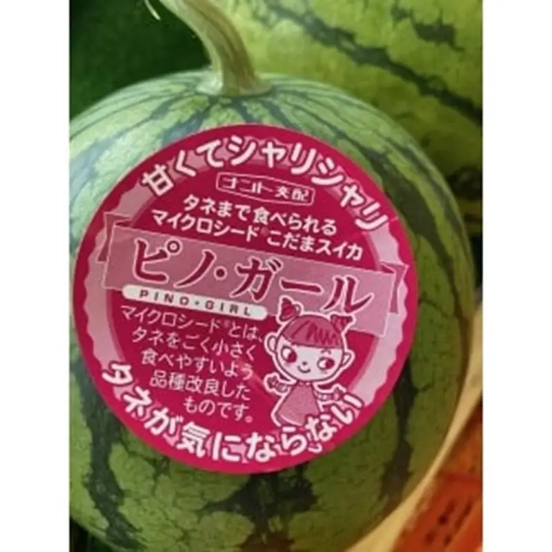 【先行予約】今話題の小玉スイカピノガール 1玉（1.5kg以上）（2027年7月上旬～発送） 果物 くだもの すいか スイカ 西瓜 甘い ふるさと納税 スイカ ふるさと納税 フルーツ ふるーつ 甘い 農家直送 果樹園直送 生産者応援 農家応援 送料無料