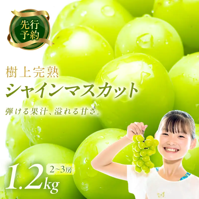 【先行予約】樹上完熟 シャインマスカット 1.2kg（2～3房）（2026年9月中旬～発送）