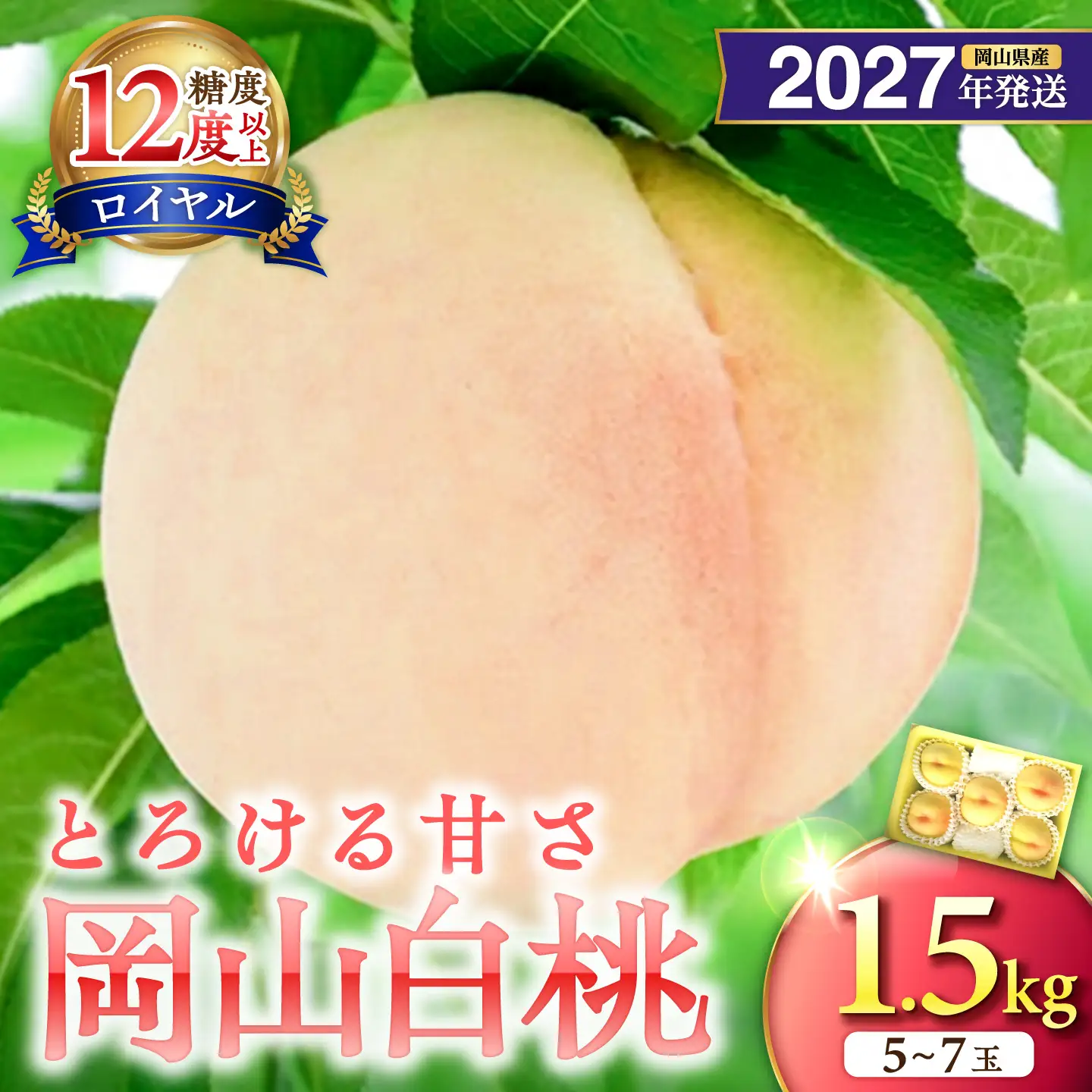 【2027年発送分・先行予約開始！】岡山県産 白桃 最高ランク！「ロイヤル」約1.5kg 5～7玉（令和9年7月以降発送）【桃】