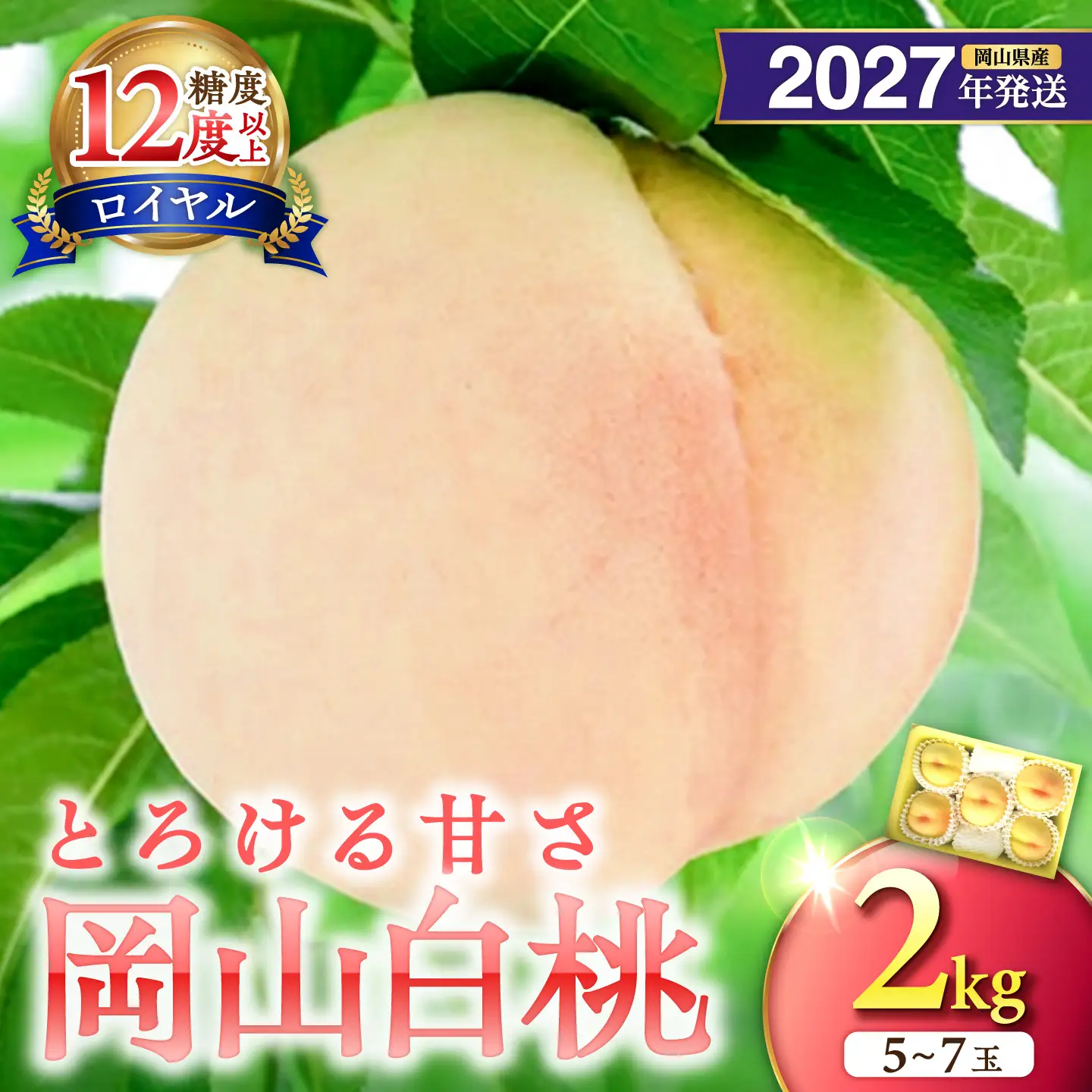 【2027年発送分・先行予約開始！】岡山県産 白桃 最高ランク！「ロイヤル」約2kg（5～7玉）（令和9年7月以降発送）【桃】