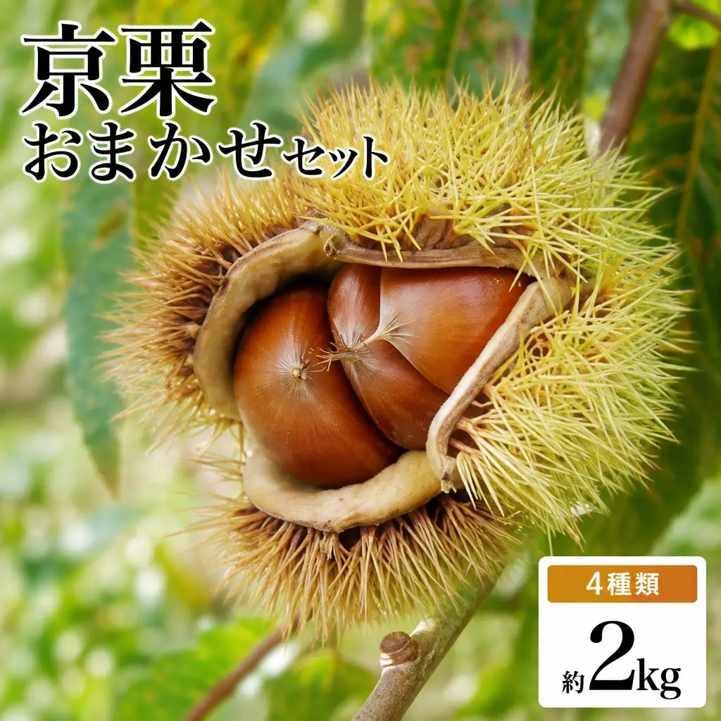 栗 2kg 丹波栗 おまかせセット 11月発送 ［BSAR019］
