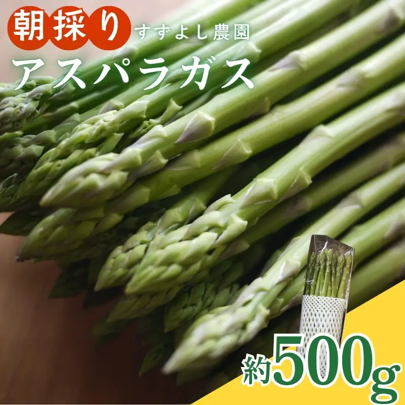 No.2878 【農家直送】鮮度抜群！アスパラガス 約500g 贈答用【2026年発送】