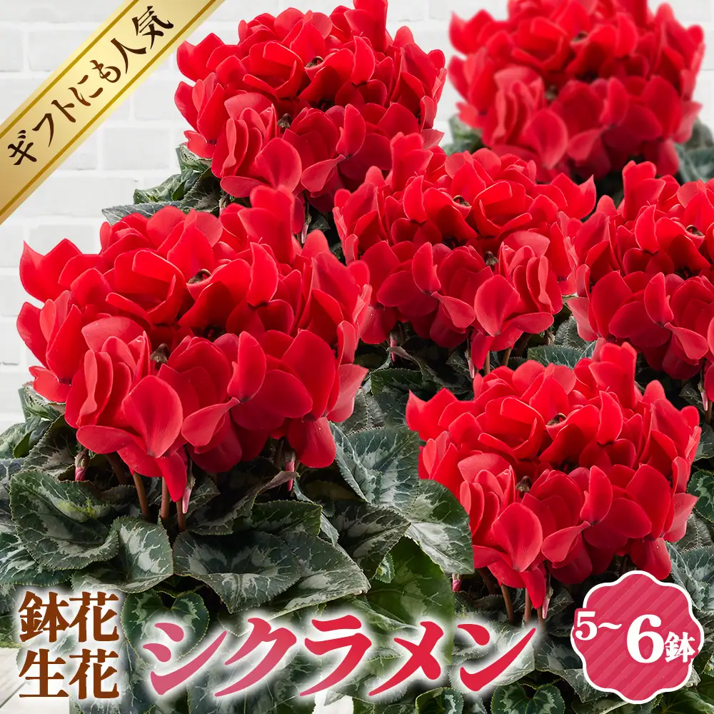 シクラメン 5～6号鉢（鉢花・生花） No.125