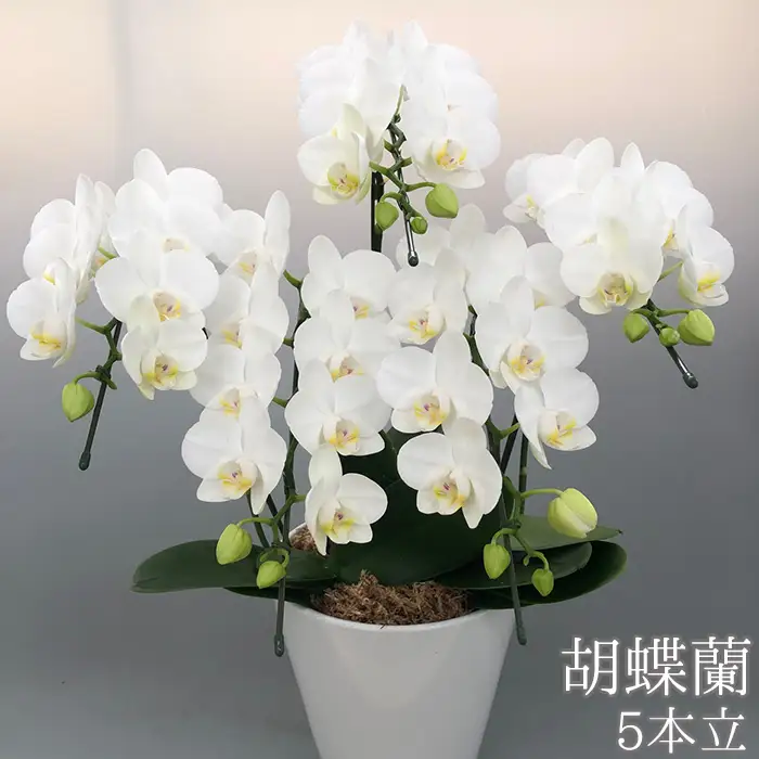 胡蝶蘭5本立（小輪～中輪系） No.178
