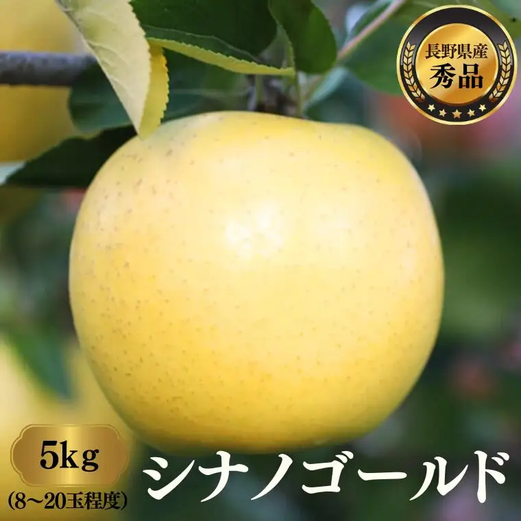 MS12 りんご シナノゴールド （長野県産秀品） 約5kg / 2026年10月下旬～11月下旬頃 配送予定 // 長野県 南信州 リンゴ 林檎 贈答 黄色りんご シナノゴールド