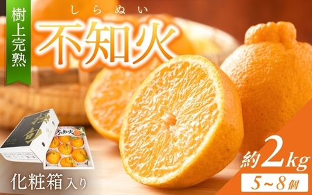 【贈答用化粧箱入】 不知火 樹上完熟 約2kg （5～8個入）【2027年2月下旬頃～3月下旬頃発送】【BK010-kgr014】