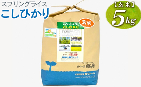 【新米】スプリングライス こしひかり (玄米)5kg | 米 こめ コメ ご飯 玄米 単一米 国産 茨城県産 ※2026年9月～発送 _BI66