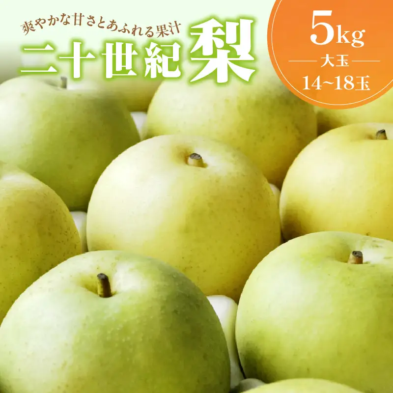 【先行予約／数量限定100】京丹後産 二十世紀梨 大玉 5kg（14～18玉入り）（2026年9月上旬～発送）