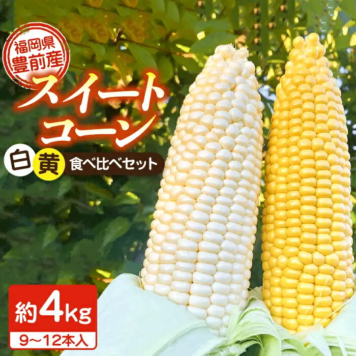 【先行予約】農家直送 朝どれ スイートコーン 白黄 食べ比べセット 約4kg 9-12本入[VBC002] 野菜 コーン