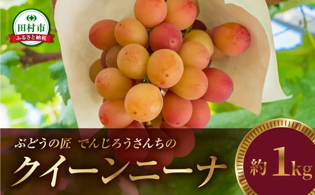 ＼ 先行予約 2026年発送 ／ クイーンニーナ 約1kg 冷蔵 種無し 種なし シャインマスカット ブドウ ぶどう 品種 果物 甘い 巨峰 美味しい 希少 人気 ランキング おすすめ ギフト 田村市  鈴木農園 でんじろうさん