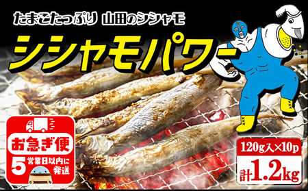 A1-1807／冷凍 子持ち からふとししゃも シシャモパワー　1.2kg（120g×10パック）