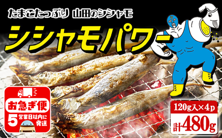 W-1806／冷凍 子持ち からふとししゃも シシャモパワー　480g（120g×4パック）