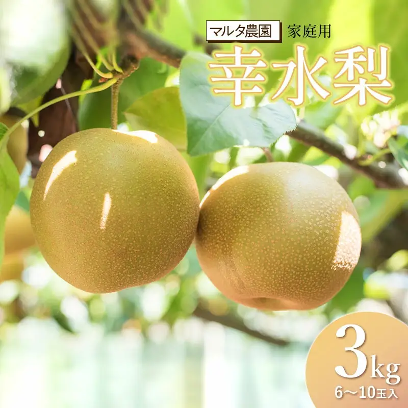 【令和8年産 先行予約】家庭用　幸水梨 3kg　(6～10玉)　マルタ農園