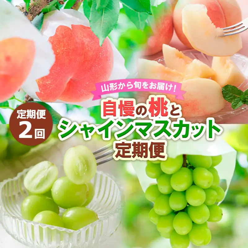【定期便2回】山形から旬をお届け！自慢の桃とシャインマスカット定期便 【令和8年産先行予約】FS24-501 くだもの 果物 フルーツ 山形 山形県 山形市 2026年産