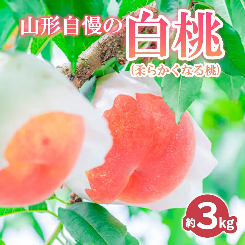山形自慢の白桃 秀品 3kg (柔らかくなる桃) 【令和8年産先行予約】 FS24-008 くだもの 果物 フルーツ 山形 山形県 山形市 2026年産