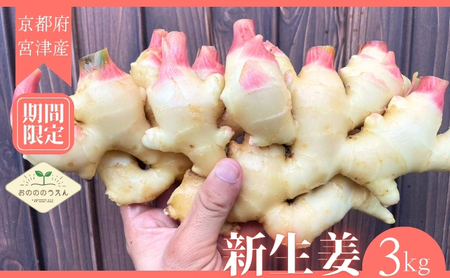 【2026年発送分予約】京都府産　新生姜 3kg 栽培期間中 農薬 化学肥料 除草剤不使用 生姜 しょうが 酢漬け 薬味 野菜 紅茶 ガリ チューハイ 健康 国産 おつまみ myz11 myz20