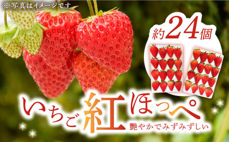 いちご紅ほっぺ いちご イチゴ 苺[XBA001]