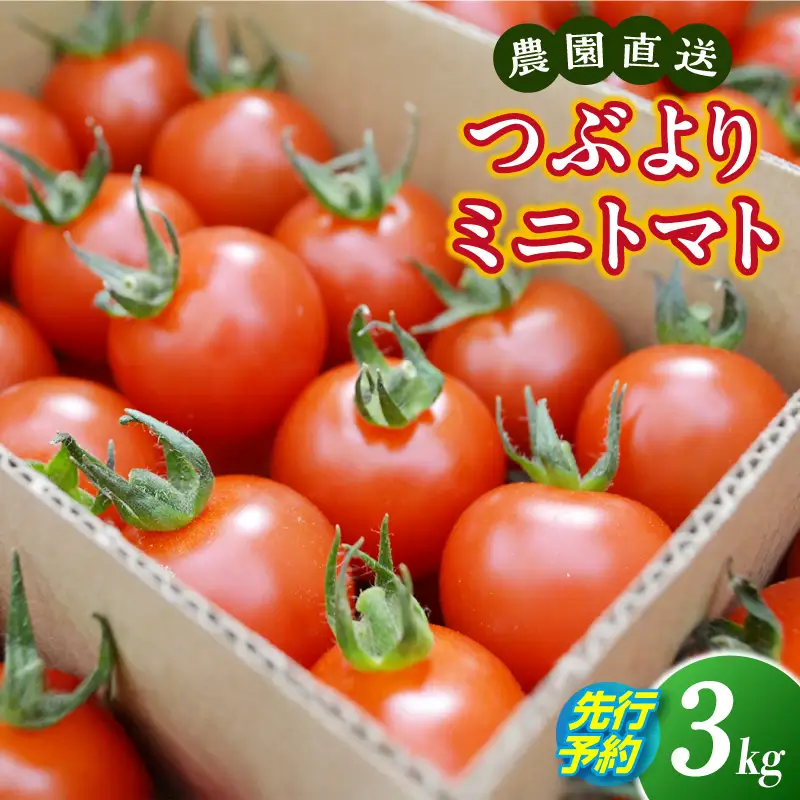 【先行予約】≪2027年1月より順次発送≫農園直送 つぶより ミニトマト 3kg入り