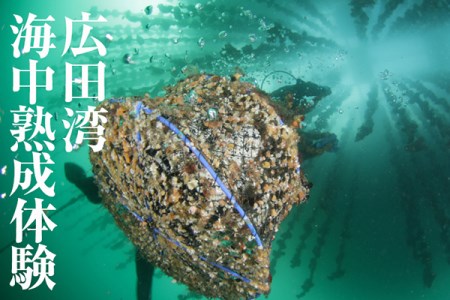 広田湾【海中熟成酒】体験２名様RT894