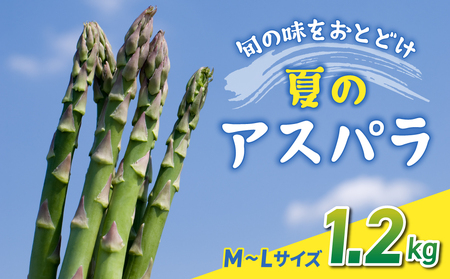 【先行受付2026年発送】農家直送！新鮮！夏獲れ細（M～L）アスパラ約1.2kg（およそ40～60本）｜のららぼ農園 ※2026年7月上旬～9月中旬発送予定