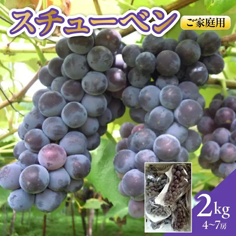ぶどう（スチューベン）２ｋｇ　ご家庭用　0142-2605