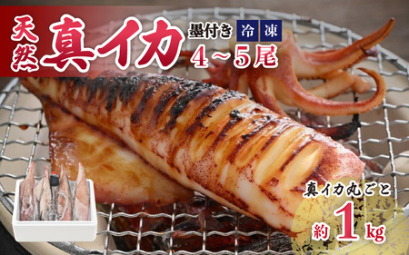 【期間限定】新鮮 朝獲れ 真イカ (剣先イカ）約1kg 真いか するめいか [m21-b015]