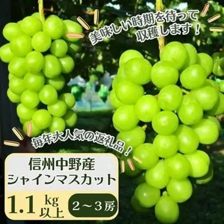 【先行受付】信州中野産 シャインマスカット 1.1kg以上(2～3房)【配送不可地域：離島・北海道・沖縄県・東北・中国・四国・九州】【1494233】