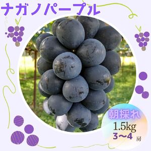 朝採れ厳選ナガノパープル　1.5kg(3～4房)