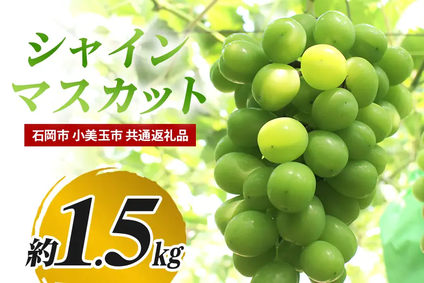 【数量限定・先行予約】 シャインマスカット 約1.5kg 《9月1日～10月10日発送予定》 ぶどう ブドウ 葡萄 果物 くだもの フルーツ （石岡市 小美玉市 共通返礼品）67-F